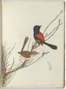 Reinita Escarlata y Negra de John William Lewin