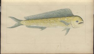 Dibujos de Lindsay Vol. VII de John Lindsay