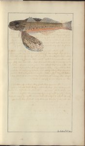 Dibujos de Lindsay Vol. VII de John Lindsay