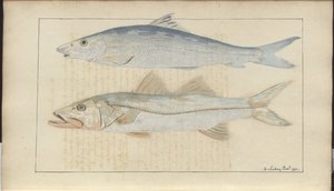Dibujos de Lindsay Vol. VII de John Lindsay