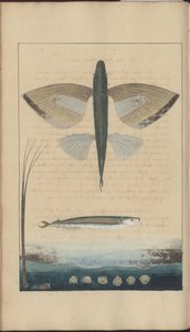 Dibujos de Lindsay Vol. VII de John Lindsay