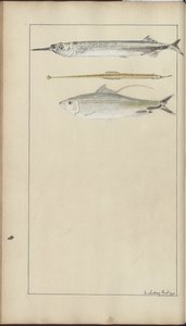 Dibujos de Lindsay Vol. VII de John Lindsay