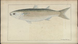 Dibujos de Lindsay Vol. VII, 20