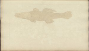 Dibujos de Lindsay Vol. VII, 22 de John Lindsay
