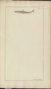 Dibujos de Lindsay Vol. VII, 23 de John Lindsay