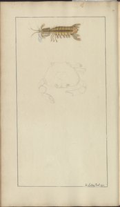 Dibujos de Lindsay Vol. VII, 24 de John Lindsay