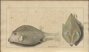 Dibujos de Lindsay Vol. VII, 26 de John Lindsay