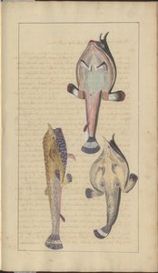 Dibujos de Lindsay Vol. VII, 27 de John Lindsay