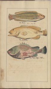 Dibujos de Lindsay Vol. VII, 4 de John Lindsay