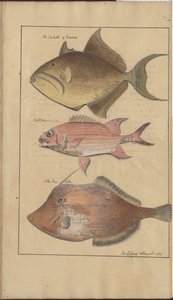 Dibujos de Lindsay Vol. VII, 6