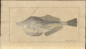 Dibujos de Lindsay Vol. VII, 7 de John Lindsay