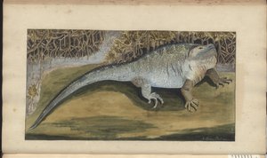 Dibujos de Lindsay Vol. VI de John Lindsay