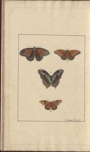 Dibujos de Lindsay Vol. VI, 29 de John Lindsay