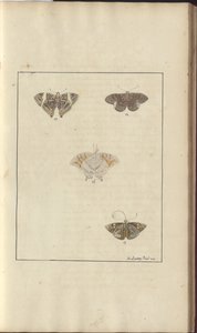 Dibujos de Lindsay Vol. VI, 42 de John Lindsay