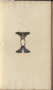 Dibujos de Lindsay Vol. VI, 48 de John Lindsay