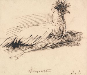 Una gallina