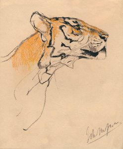 Cabeza de un tigre, c. 1910