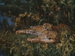Leopardos indios, finales del siglo XIX-principios del siglo XX, c. 1930 de John Macallan Swan