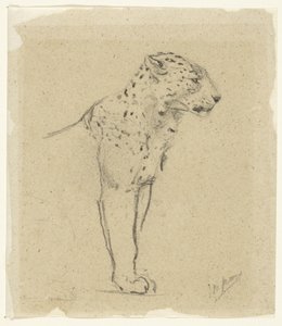 Estudio de un leopardo en pie de John Macallan Swan