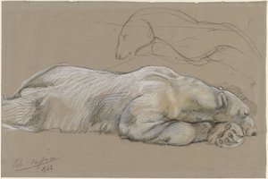 Estudios de un oso polar reclinado