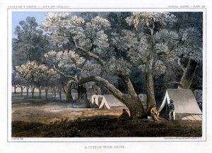 Un bosque de álamos, 1856