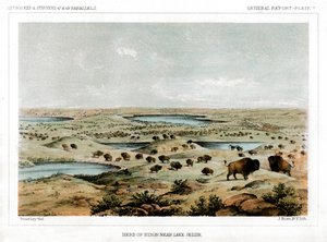 Manada de bisontes cerca del lago Jessie, Dakota del Norte, EE.UU., 1856 de John Mix Stanley