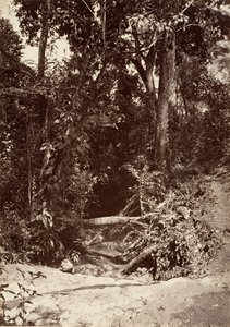 Paisaje tropical, El arroyo El Baño, Chipigana, 1871 de John Moran