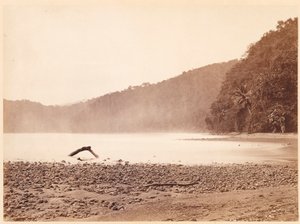 Paisaje Tropical: La Terminal del Canal Propuesto, Bahía Limón (Expedición Darién) de John Moran