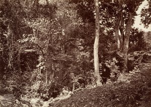 Paisaje tropical, vista cerca de Chipigana, 1871