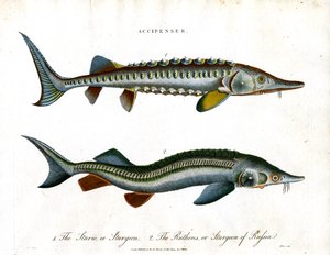 Accipenser: Especie de esturión