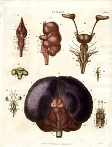 Ilustraciones anatómicas del cerebro y el sistema nervioso (Lámina 6) de John Pass