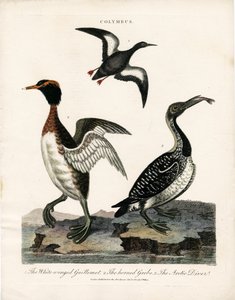 Aves marinas árticas del género Colymbus de John Pass