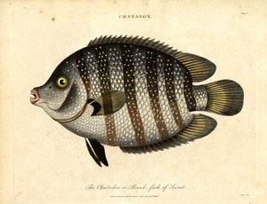 Peces banda de Surat de John Pass