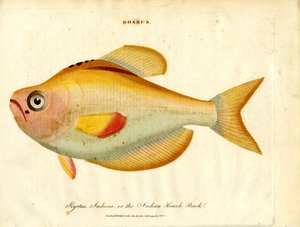 Bossus: espalda encorvada india