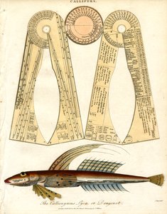 Calipers y peces dragonet de John Pass