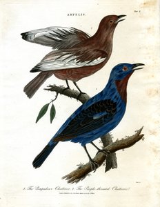 Chatterers (Ampelis)