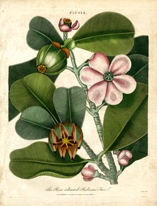 Clusia - El bálsamo rosado de John Pass