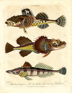 Cottus - Escorpiones y escorpiones marinos de John Pass