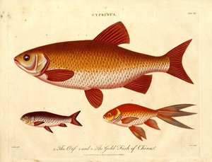 Cyprinus: El pez orfebre y dorado de China