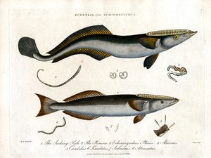 Echeneis y Echinorynchus: Pez Chupador y Salmón Espinoso