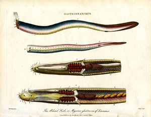 Gastrobranchus - El pez ciego o Hagfish de John Pass