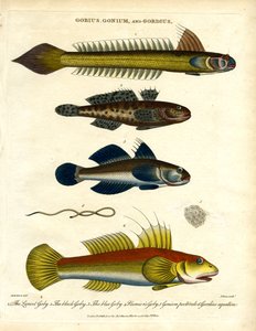 Gobius;Gonium y Gordius: Gobios y Gusanos de John Pass