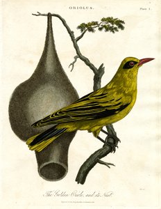 Oriole dorada y su nido de John Pass