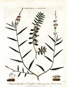 Hedysarum y Helotium de John Pass