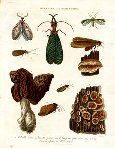 Helvella y Hemerobius de John Pass