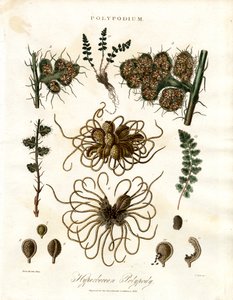 Polipodio hiperbóreo - Helechos del género Polypodium
