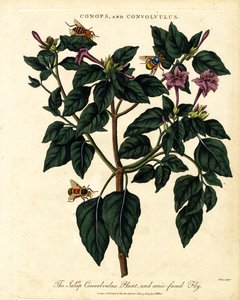 Planta Convolvulus de Jalap y mosca de cara cónica de John Pass