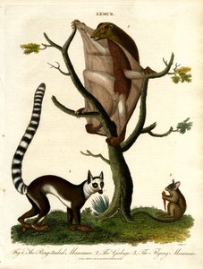 Lemures - Tres especies de prosimios