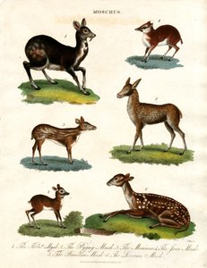 Moschus Varias especies de ciervo almizclero de John Pass