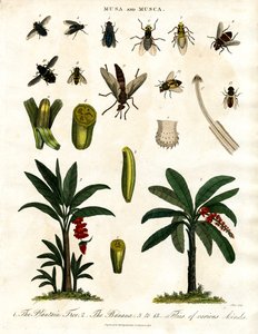 Musa y Musca - Plantas de plátano y diversas especies de moscas de John Pass